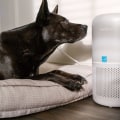 Discover How to Eliminate Dog and Cat Pet Dander From Your Home Efficiently