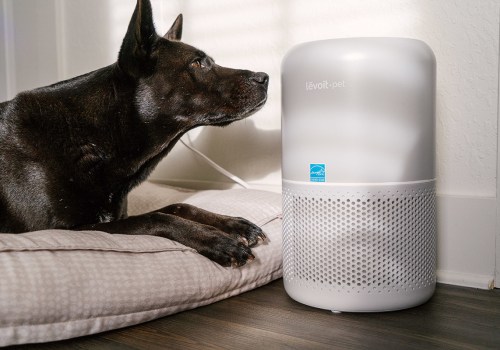 Discover How to Eliminate Dog and Cat Pet Dander From Your Home Efficiently